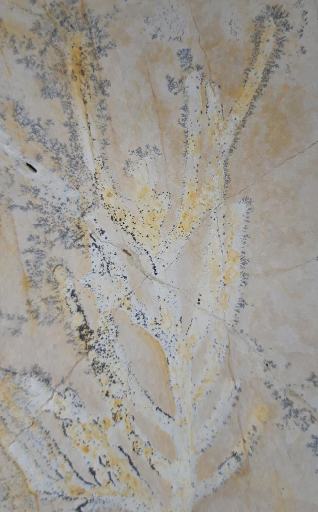 Brachyphyllum nepos SAPORTA - Bild &copy; FossNet FossilienStore